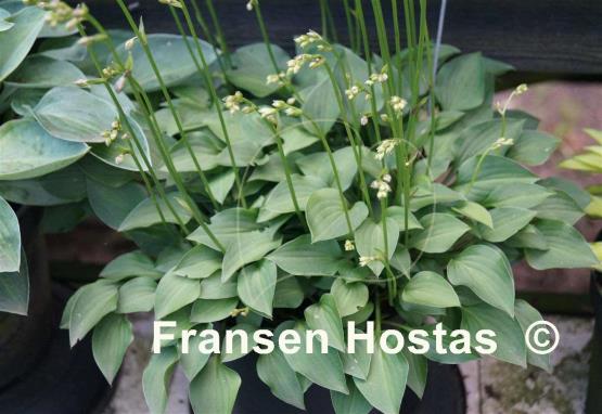 Hosta venusta 'Porter'